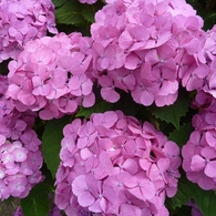 紫陽花