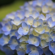 ２０１２　Ajisai