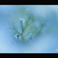 2012紫陽花　03