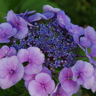 雨上がり紫陽花－２