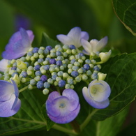 雨上がり紫陽花－３