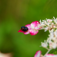 雨上がり紫陽花－４