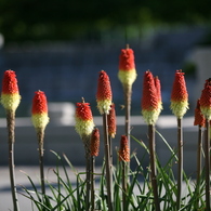 Ice Cream Cones