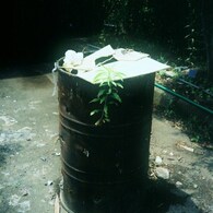photosynthesis  ~ Life ~