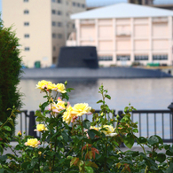横須賀50