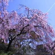 原谷苑の枝垂れ桜２　　7920