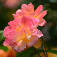 アンネのバラ（アンネのバラの教会） Rose of Anne Frank at 