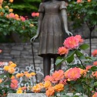 アンネのバラ（アンネのバラの教会） Rose of Anne Frank at 