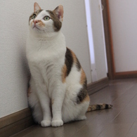 「なにしてるの？」