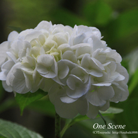 紫陽花