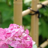 紫陽花