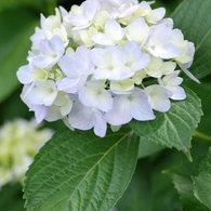 紫陽花