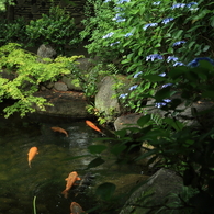 小雨の日本庭園