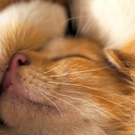 ☆sleepにゃ～☆
