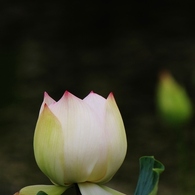 水上に咲く花