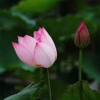 水上に咲く花