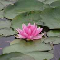 水上に咲く花