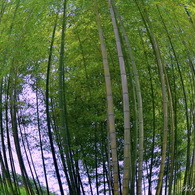 日本の美「竹林」