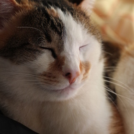 眠いのじゃ。