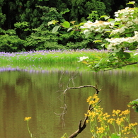 カキツバタ池の風景②