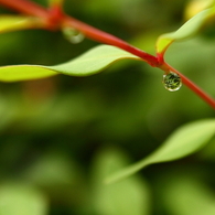 雨上がり