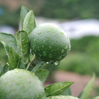 雨水したたるみかんの実