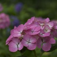 IMG_2708