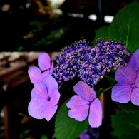 嵯峨野めぐり６　紫陽花