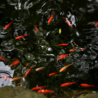 湧き水を泳ぐ金魚たち（国分寺その３）