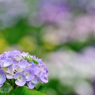 魅惑の花園