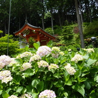 紫陽花寺三室戸寺