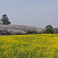 権現堂の桜と菜の花畑