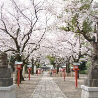 満開の桜が咲く鷲宮神社