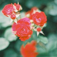 photo_1929252