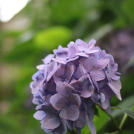 京の紫陽花