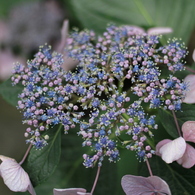 京の紫陽花