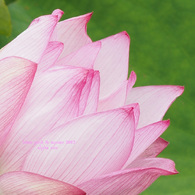 慈悲