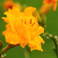 雨に咲く花