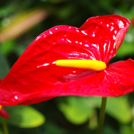 花２