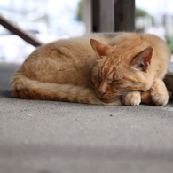 江ノ島猫015-2～社の下で～その２