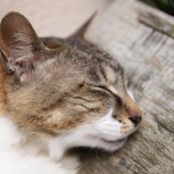 江ノ島猫018～熟睡～