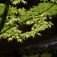 翠