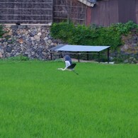 IMGP8620
