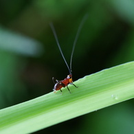 ちっちゃなキリギリス君？