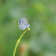 気取り屋　蝶々