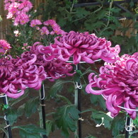 菊