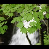 滝と緑