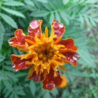 花