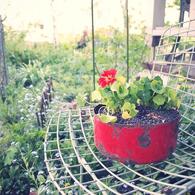 赤い花と赤い鉢