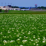 ジャガイモ畑と飛行機